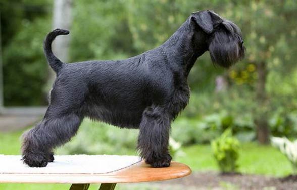 Miniature schnauzer hot sale show dog