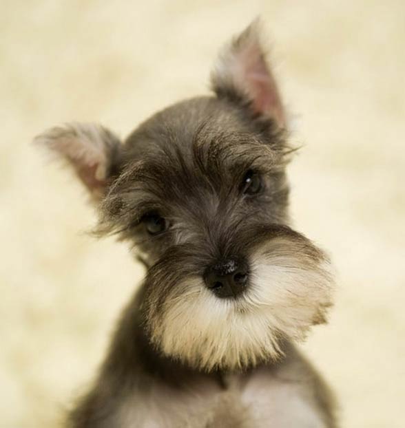 Miniature Schnauzer