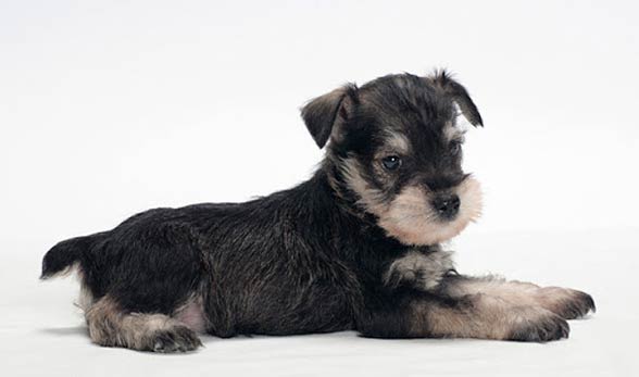 Miniature Schnauzer