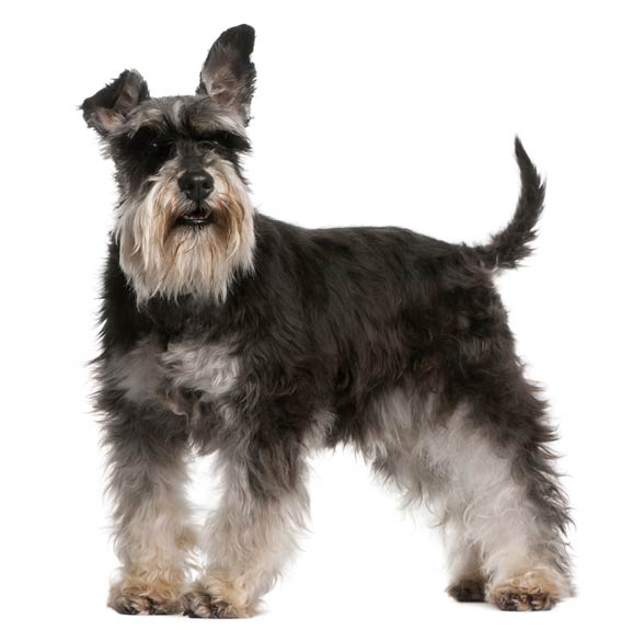 Miniature Schnauzer