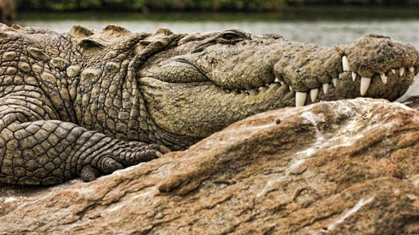 Mugger crocodile (Crocodylus palustris)