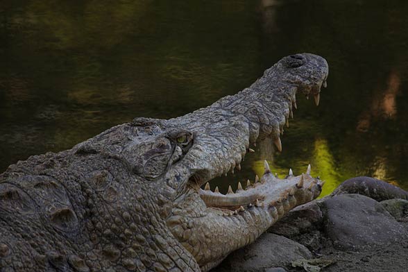 Orinoco crocodile (Crocodylus intermedius)