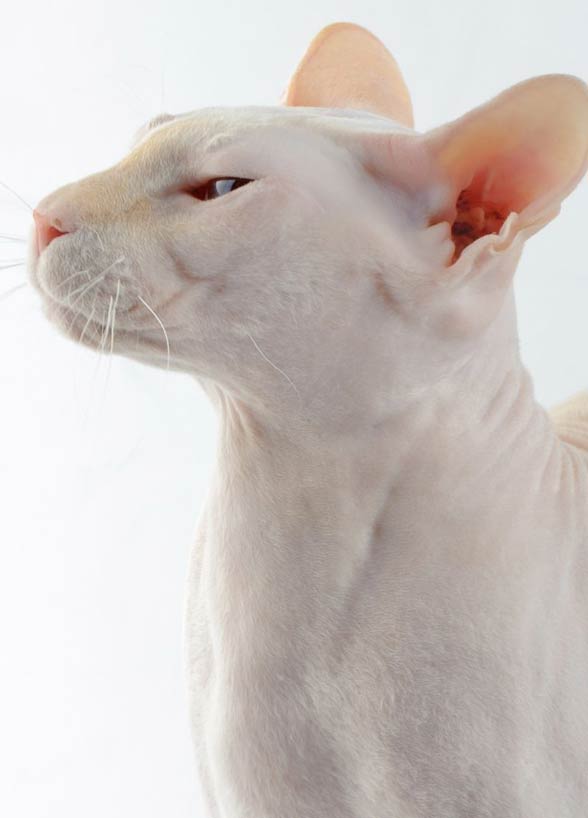 all white peterbald kittens