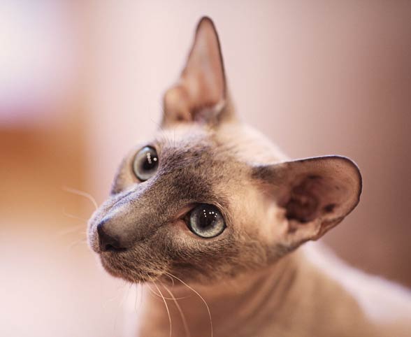 Peterbald cat