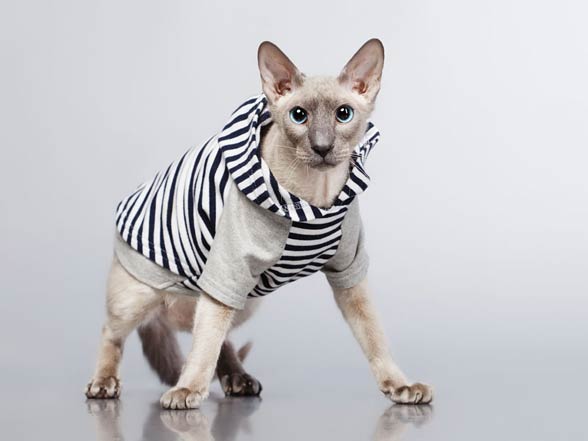 Peterbald cat – the Petersburg Sphynx | DinoAnimals.com