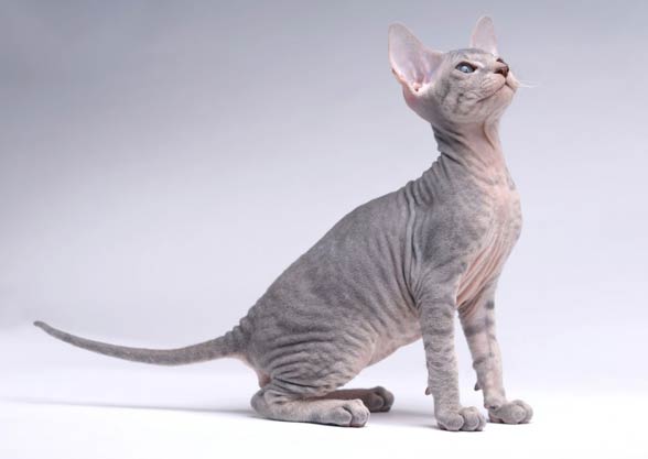 Peterbald cat