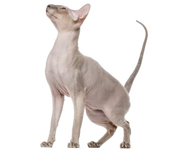 Peterbald cat