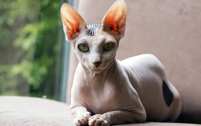 Peterbald cat – the Petersburg Sphynx | DinoAnimals.com