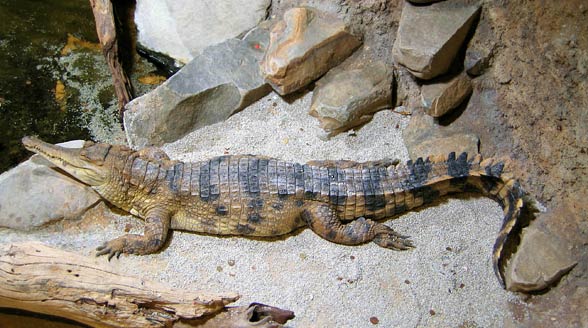 Slender-snouted crocodile (Mecistops cataphractus)