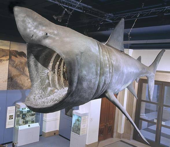 Basking shark (Cetorhinus maximus)