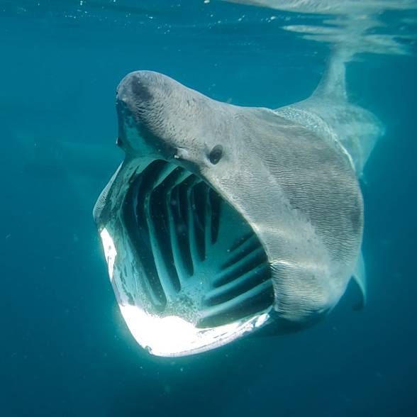 Basking shark (Cetorhinus maximus)