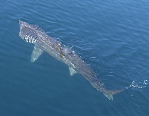 Basking shark – the second largest fish