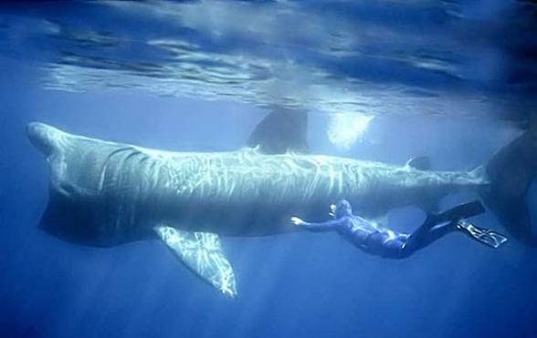 Basking shark (Cetorhinus maximus)