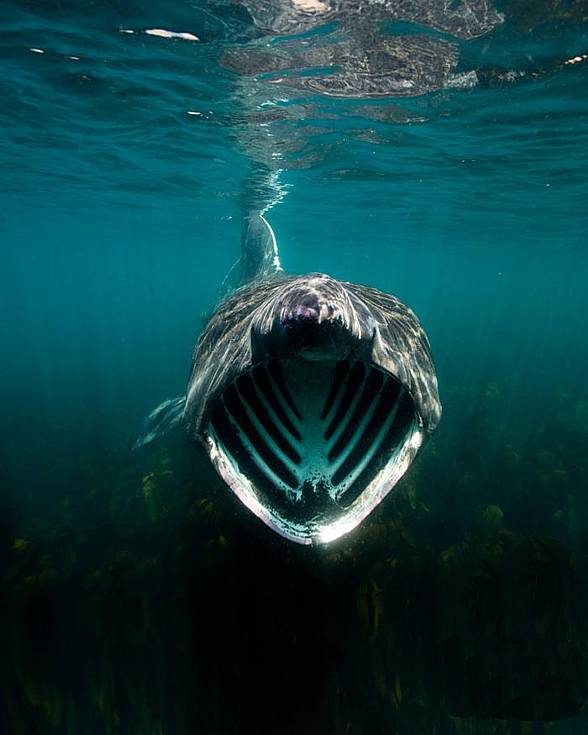 Basking shark (Cetorhinus maximus)