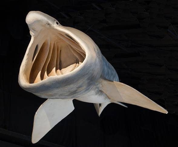 Basking shark (Cetorhinus maximus)