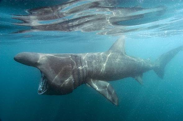 Basking shark (Cetorhinus maximus)