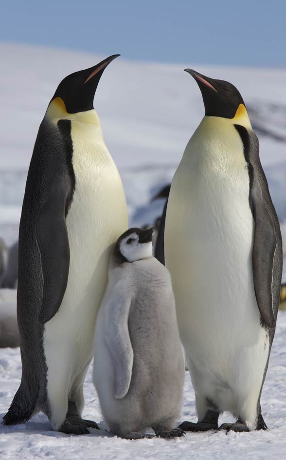 Emperor penguin