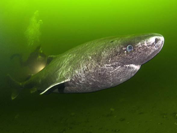 Greenland shark (Somniosus microcephalus)