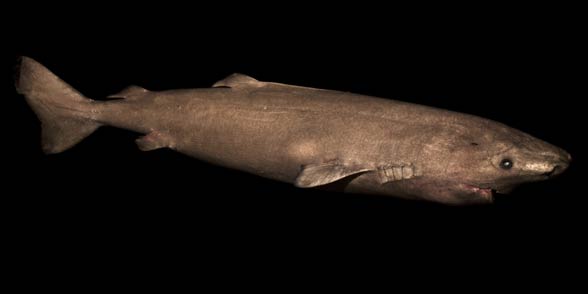 Greenland shark (Somniosus microcephalus)