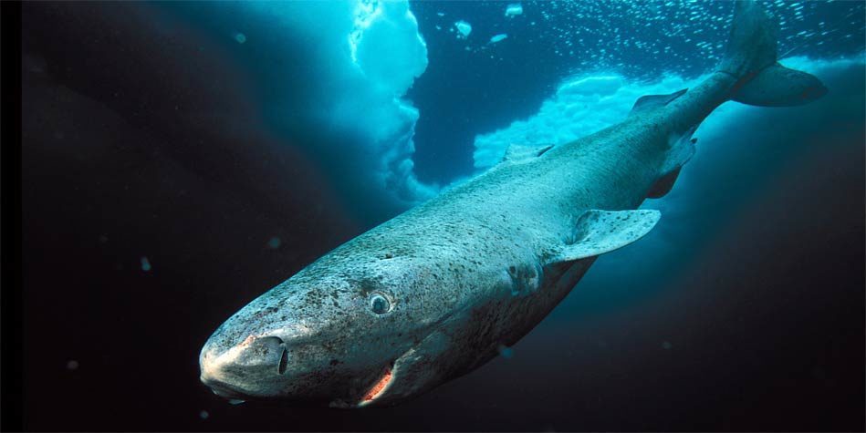 Greenland shark – long-lived shark | DinoAnimals.com