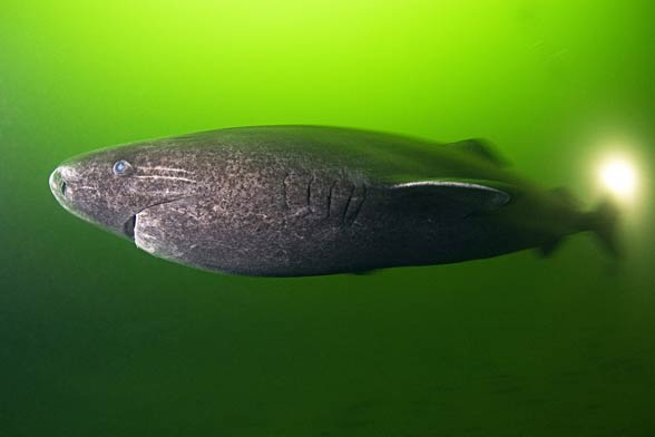 Greenland shark (Somniosus microcephalus)