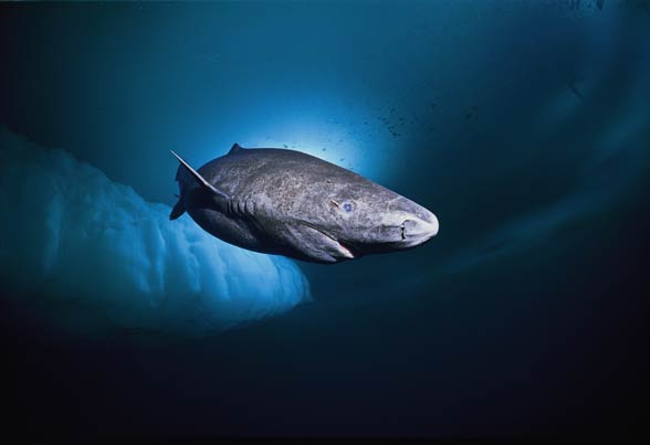 Greenland shark (Somniosus microcephalus)