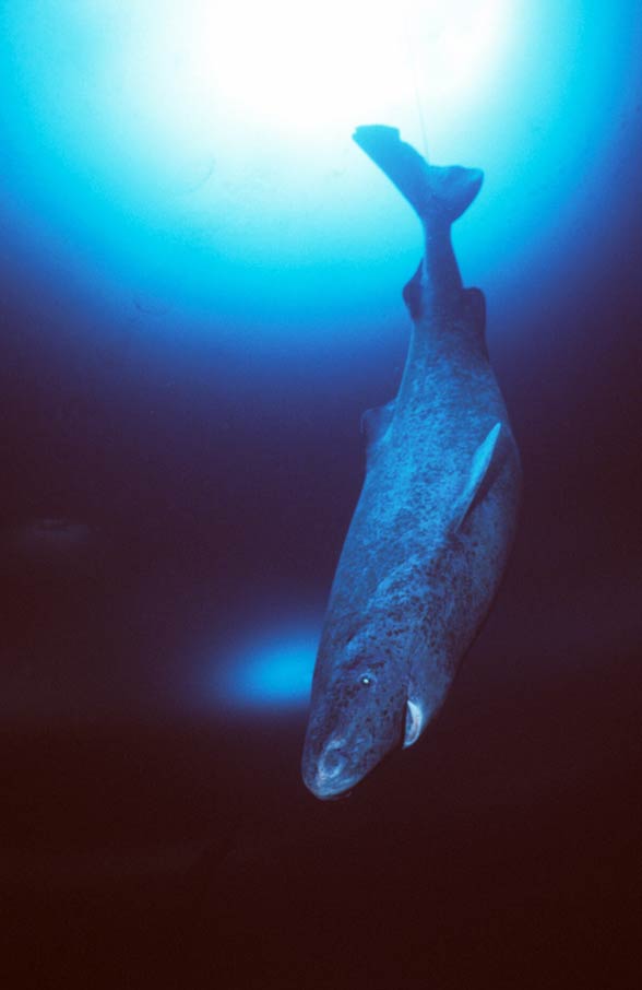 Greenland shark (Somniosus microcephalus)
