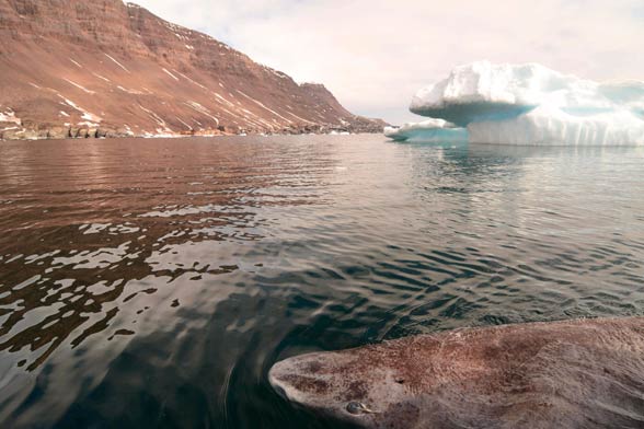 Greenland shark (Somniosus microcephalus)