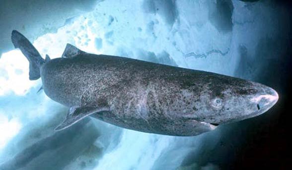 Greenland shark (Somniosus microcephalus)