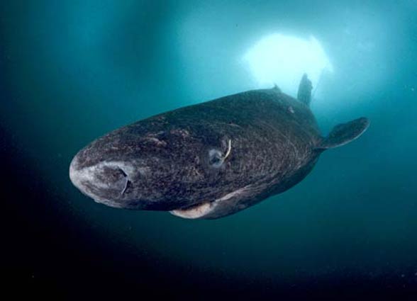 Greenland shark (Somniosus microcephalus)