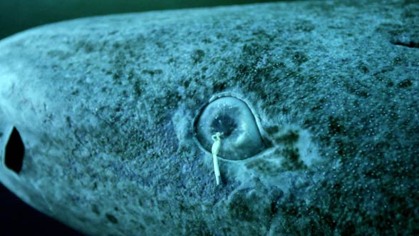 A parasite anchored in a Greenland shark's (Somniosus microcephalus) eye