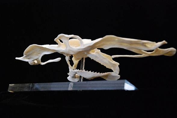 Hammerhead shark - a skeleton