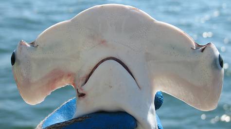 The hammerhead, thanks to the position of the eyes has a 360-degree field of view.