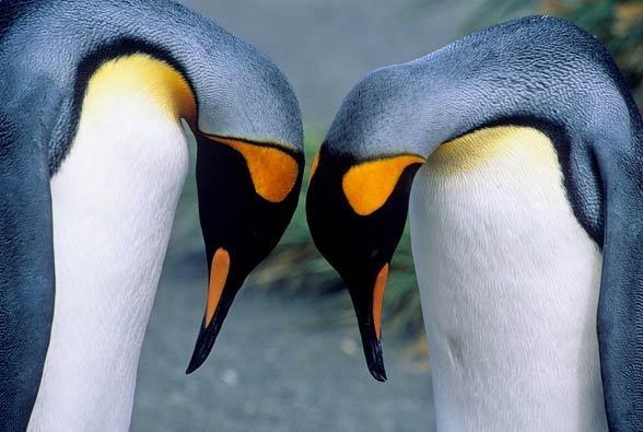 King penguin (Aptenodytes patagonicus)