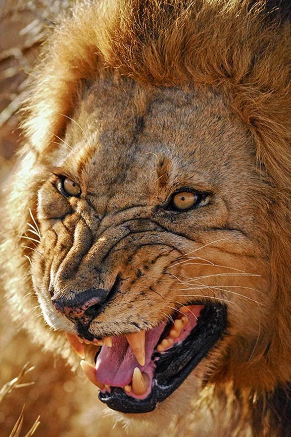 Famous man-eating lions | DinoAnimals.com