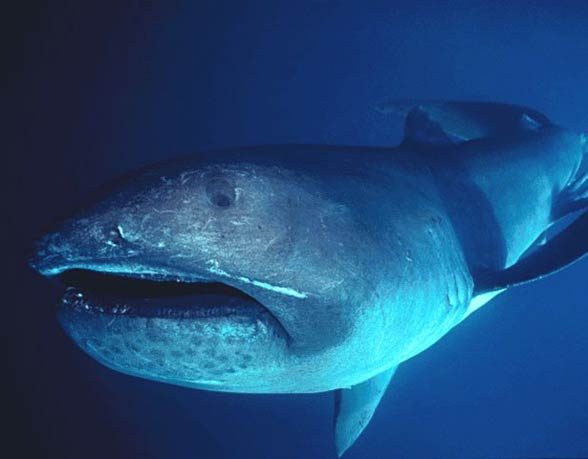 Megamouth shark (Megachasma pelagios)