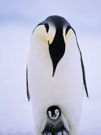 Penguins