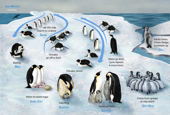 The cycle of penguins’ life