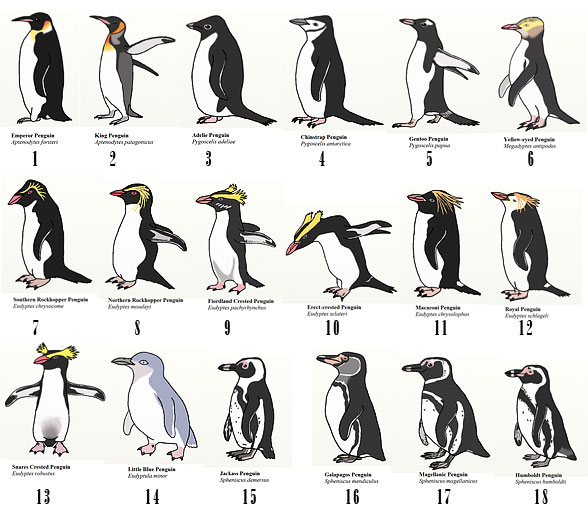 Are Emperor Penguins The Largest