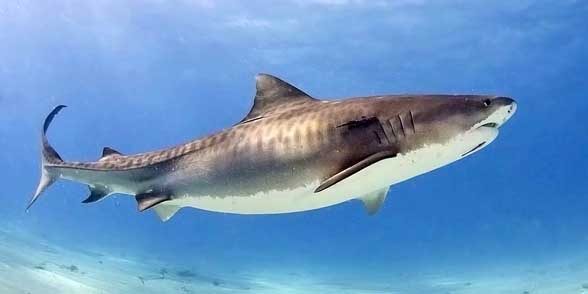 Tiger shark - Sea Tiger (Galeocerdo cuvier)