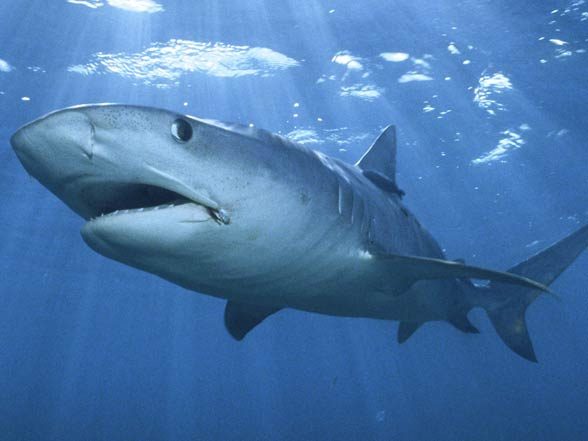 Tiger Shark Fish Facts  Galeocerdo Cuvier - A-Z Animals