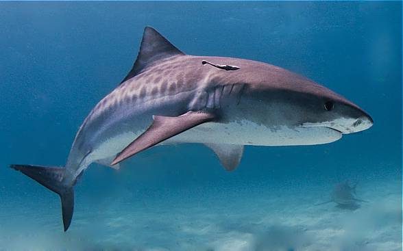 Tiger shark – one of the most dangerous sharks