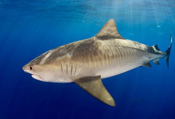 Tiger Shark Fish Facts  Galeocerdo Cuvier - A-Z Animals