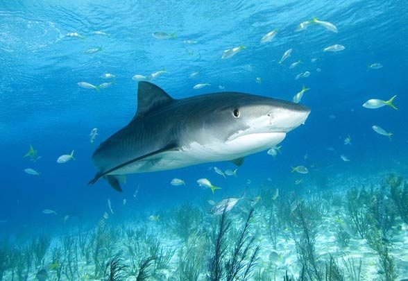 Tiger shark - Sea Tiger (Galeocerdo cuvier)