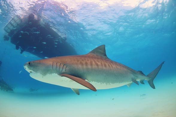 Tiger shark - Sea Tiger (Galeocerdo cuvier)