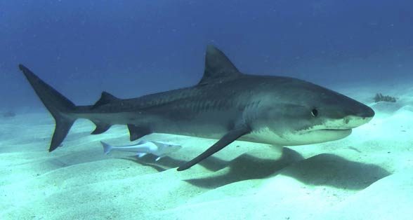 Tiger shark - Sea Tiger (Galeocerdo cuvier)