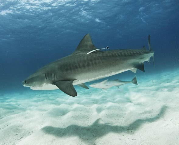 Tiger shark - Sea Tiger (Galeocerdo cuvier)