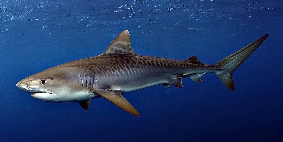 The Tiger Shark  Deadly Marine Life