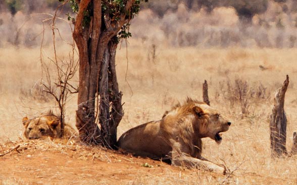 Tsavo lions and their reduced manes