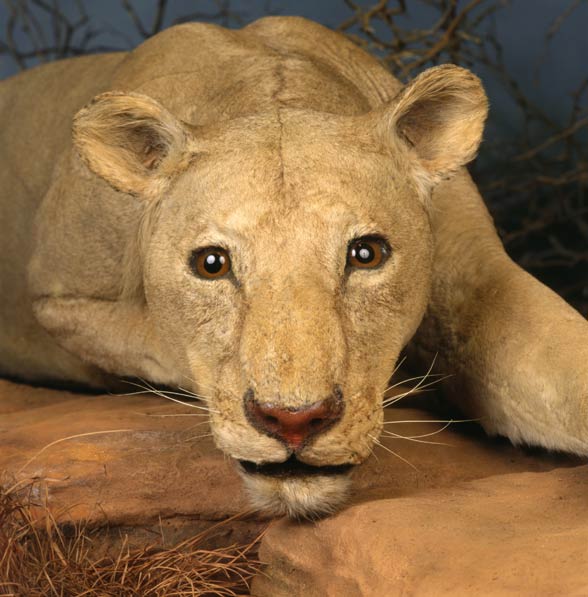 Tsavo lions